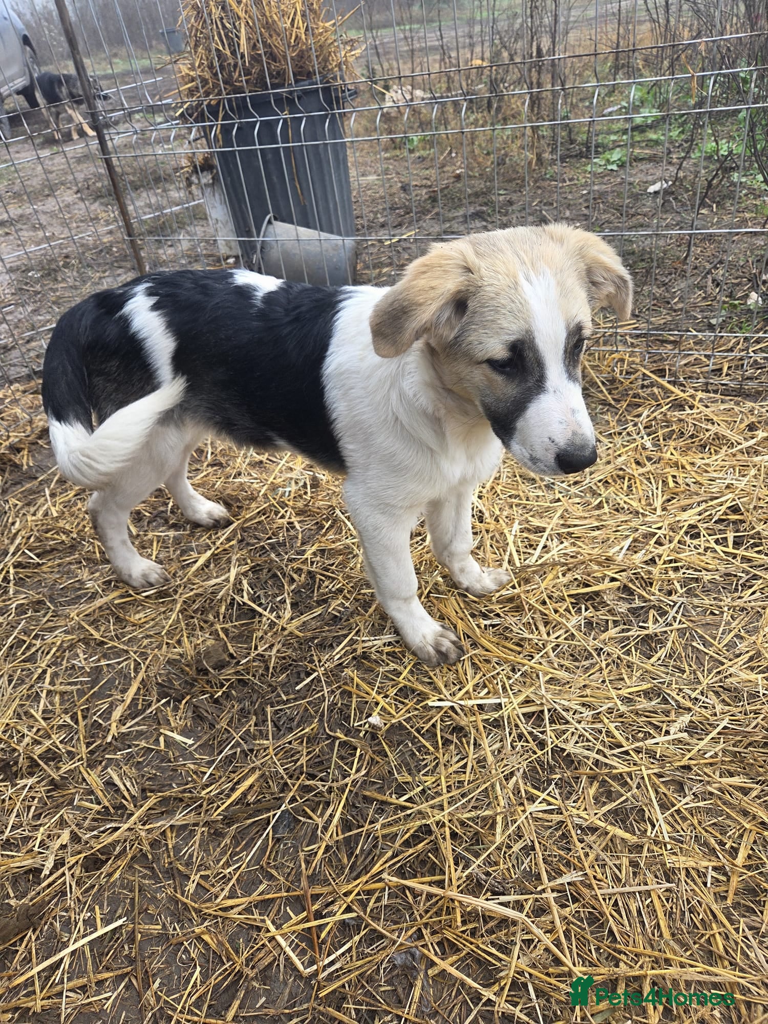 Mixed Breed dogs 🐾 TEDDY - Big, Gentle & Full of Quiet Love 🤍🐶 - Advert 12