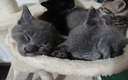 Mixed Breed cats for sale: Kittens  - Image 4