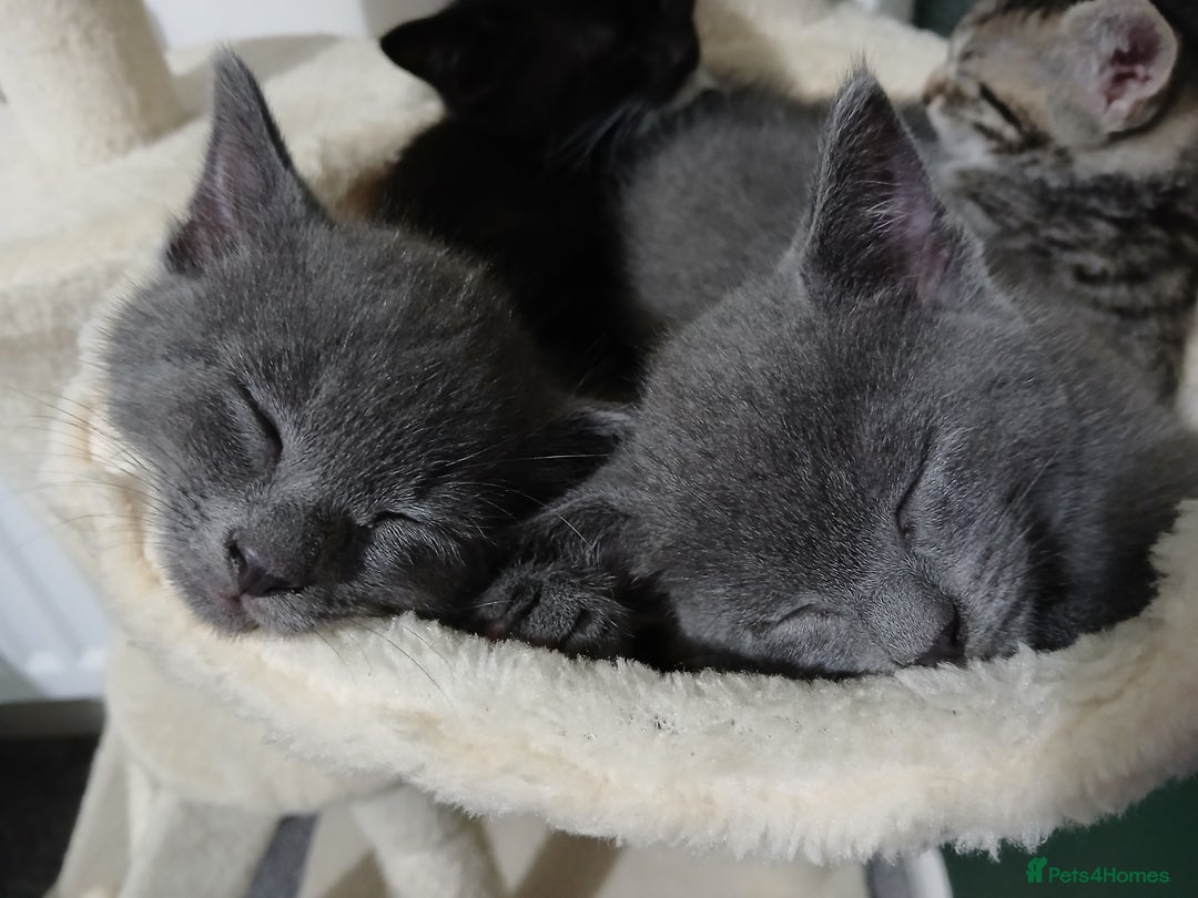 Mixed Breed cats for sale: Kittens  - Image 4