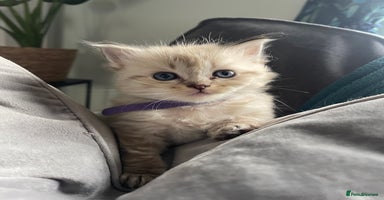 Ragdoll cats - Advert 4