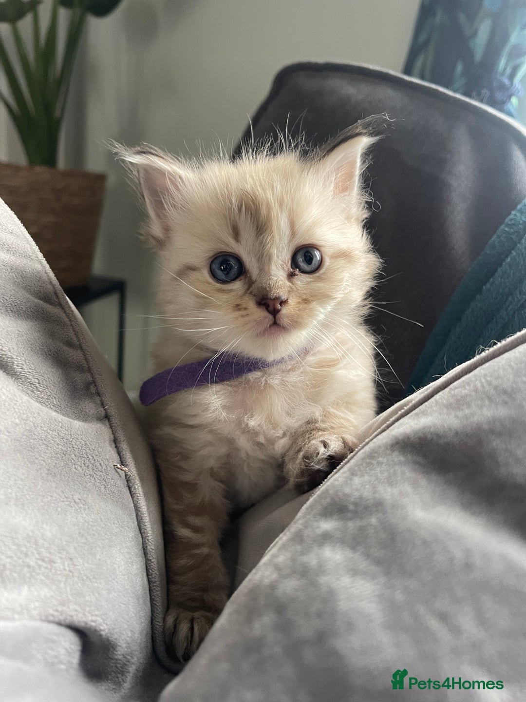 Ragdoll cats for sale: 💫Pedigree Cherubim Ragdolls💫 - Advert 14