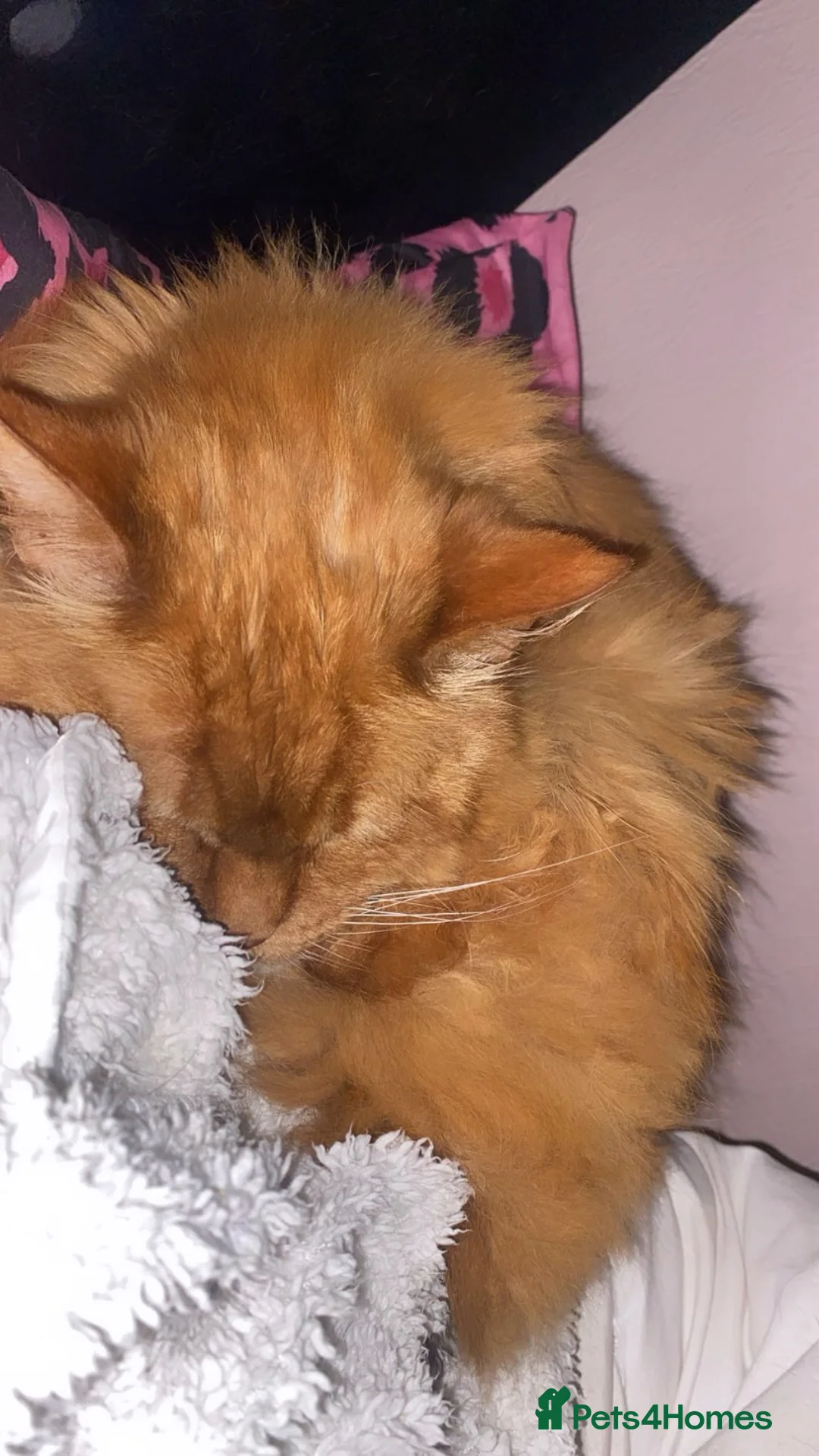 Maine Coon cats for sale: ABSOLUTELY BEAUTIFUL Red Tabby Maine Coon Boy - Advert 2