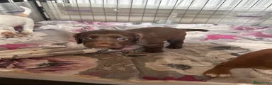 Cocker Spaniel 4