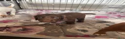 Cocker Spaniel dogs for sale: Stunning cockers  - Advert 5