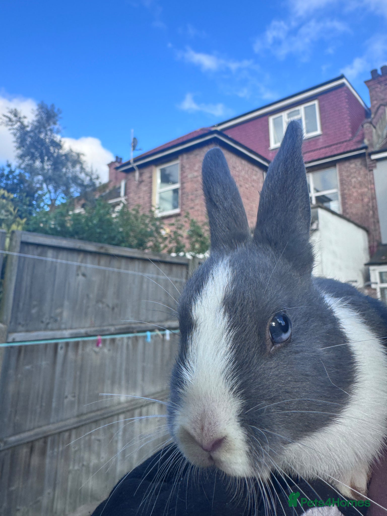 Netherland Dwarf rabbits Adorable Baby Netherland Dwarf Rabbits - Advert 2