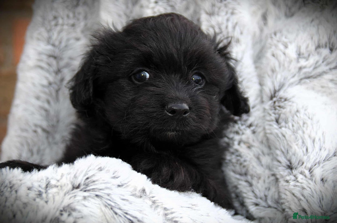 Cockapoo dogs for sale: Fully innoculated hereditary clear toy cockapoos  - Advert 22