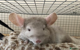 Chinchilla rodents for sale: Rehoming our sweet girl - Image 1