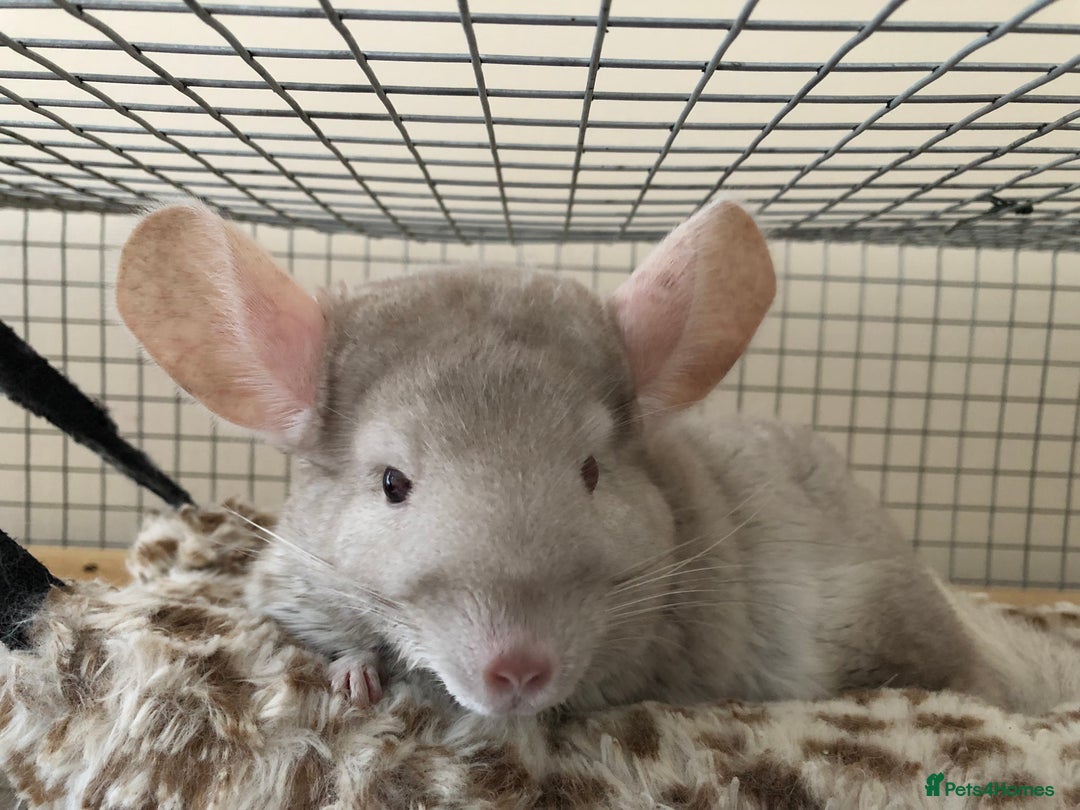 Chinchilla rodents for sale: Rehoming our sweet girl - Image 1