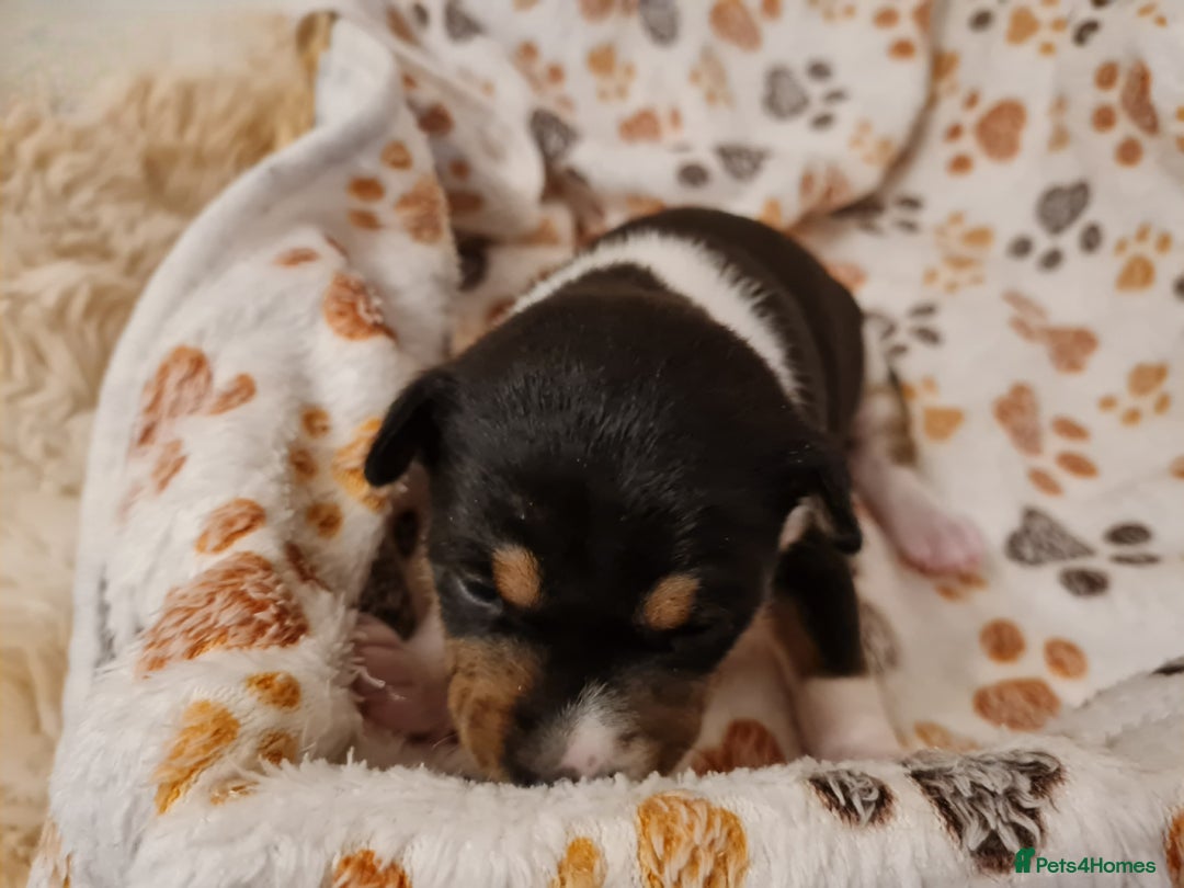 Basenji dogs for sale: ✨ Purebred Basenji Puppies all reserved now!✨ - Advert 15