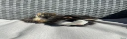 Guinea Pig rodents for sale: Very handsome baby long haired guinea pigs. - Advert 12