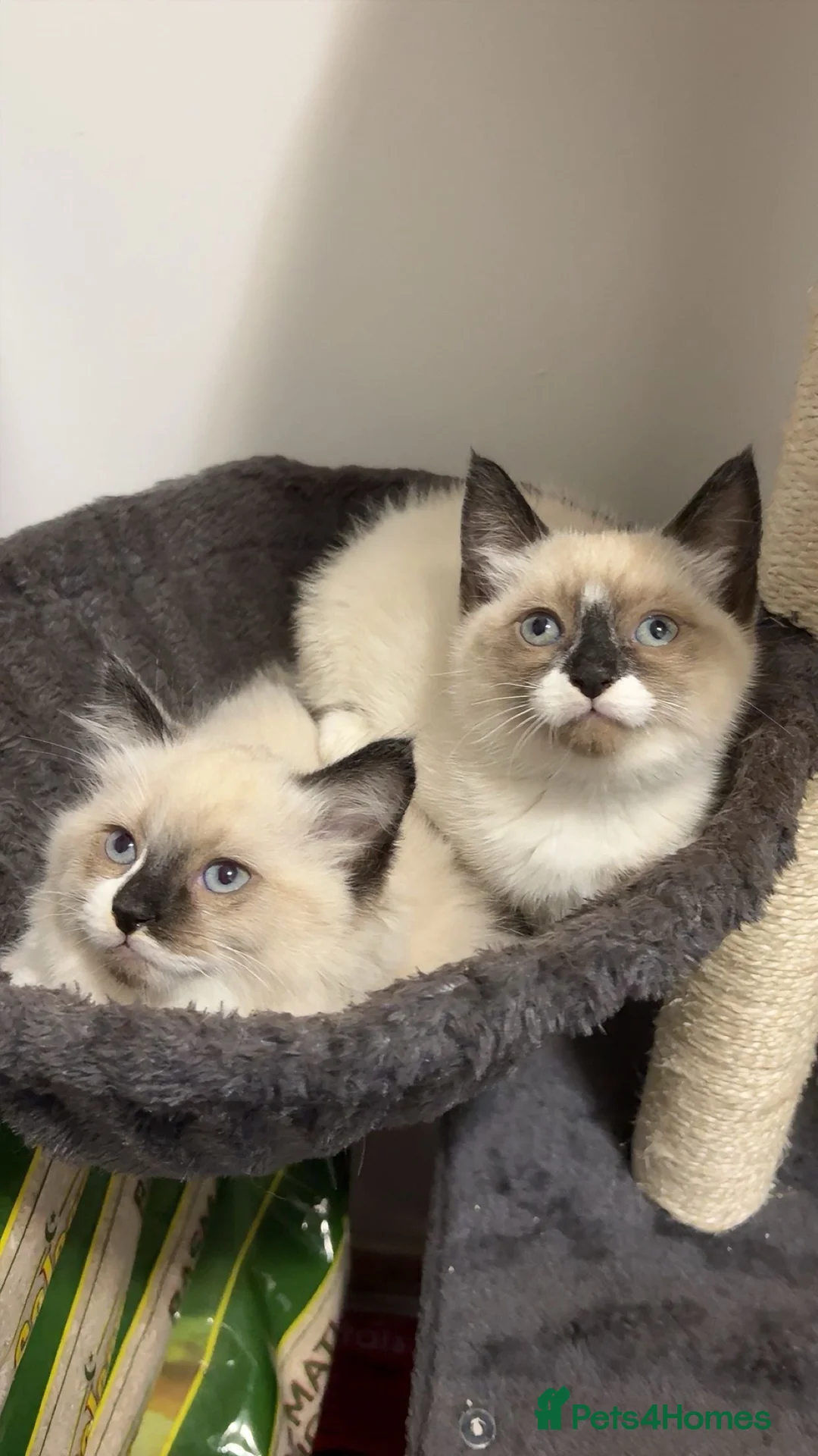 Ragdoll cats for sale: X3 Beautiful Ragdoll Kittens - Ready to leave 🐱 - Advert 7