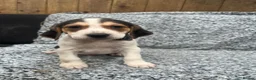 Beagle dogs for sale: Beautiful Beagle Puppies - Advert 3