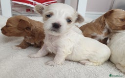 Maltipoo dogs for sale: 6 Pedigree Club registered Maltipoo puppies - Image 8