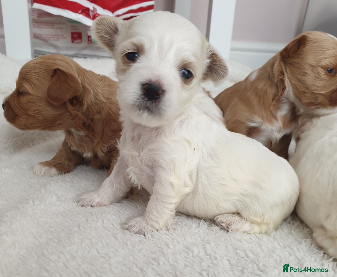 Maltipoo dogs for sale: 6 Pedigree Club registered Maltipoo puppies - Image 8