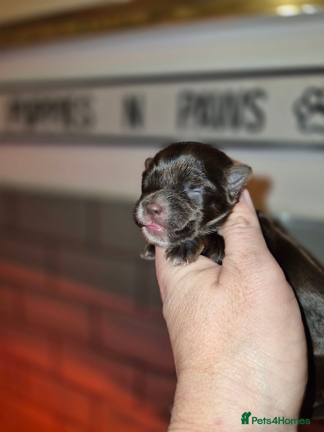 Yorkshire Terrier dogs for sale: Yorkshire Terrier puppies chocolate  - Advert 5