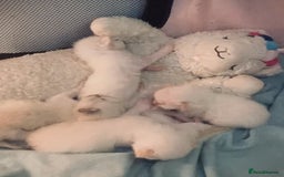 Ragdoll cats for sale: Beautiful Ragdoll kittens - Image 2