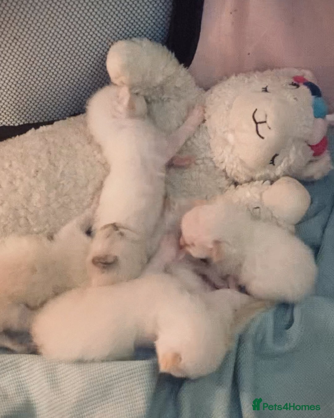 Ragdoll cats for sale: Beautiful Ragdoll kittens - Image 2