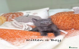 Mixed Breed cats for sale: Beautiful kittens 8 weeks old ready now  - Image 6