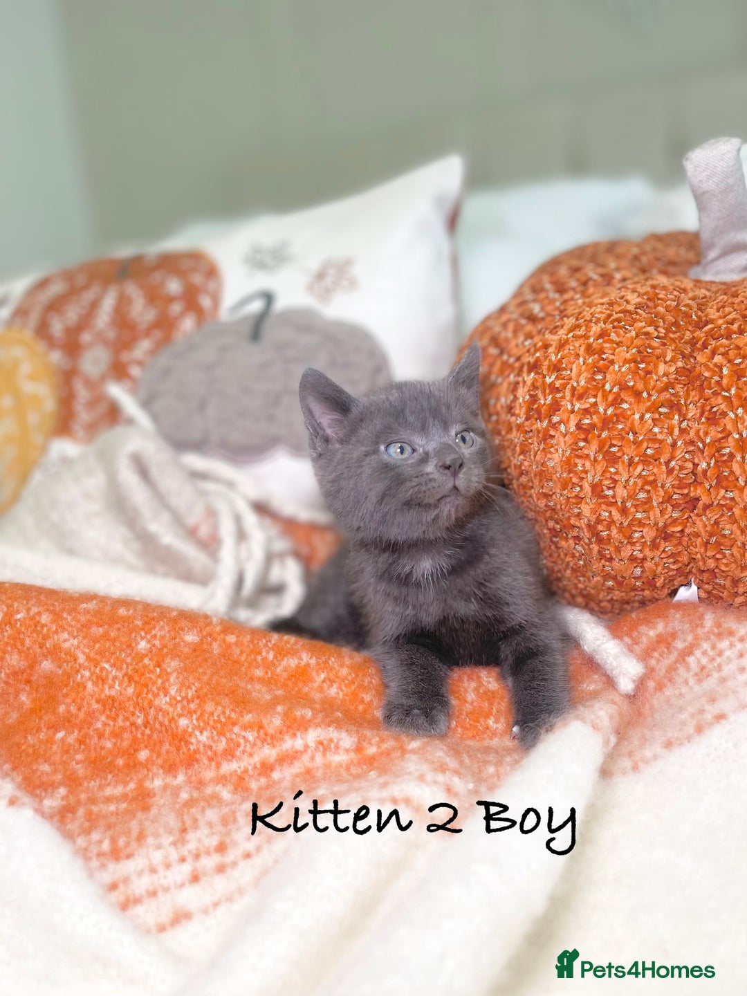 Mixed Breed cats for sale: Beautiful kittens 8 weeks old ready now  - Image 6