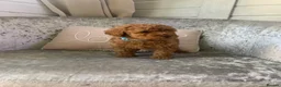Toy Poodle dogs for sale: 🐩Outstanding Toy Poodle Puppies – Ready to view🐩 - Advert 36