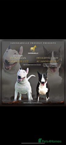 English Bull Terrier dogs - Advert 1