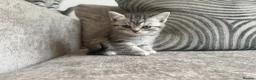British Shorthair cats for sale: SILVER TABBY BRITISH SHORT HAIR  - Advert 7