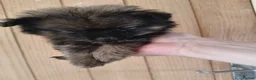 Pomeranian dogs for sale: Teddy Bear Pomeranians Eye Catching 🧸🧸🧸 - Advert 12