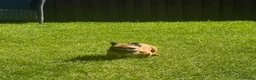 French Bulldog dogs for sale: Adorable French Bulldog Male Puppy for Sale - Advert 3