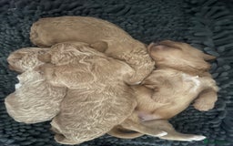 Coton De Tulear dogs for sale: Cotonoodle - Image 1