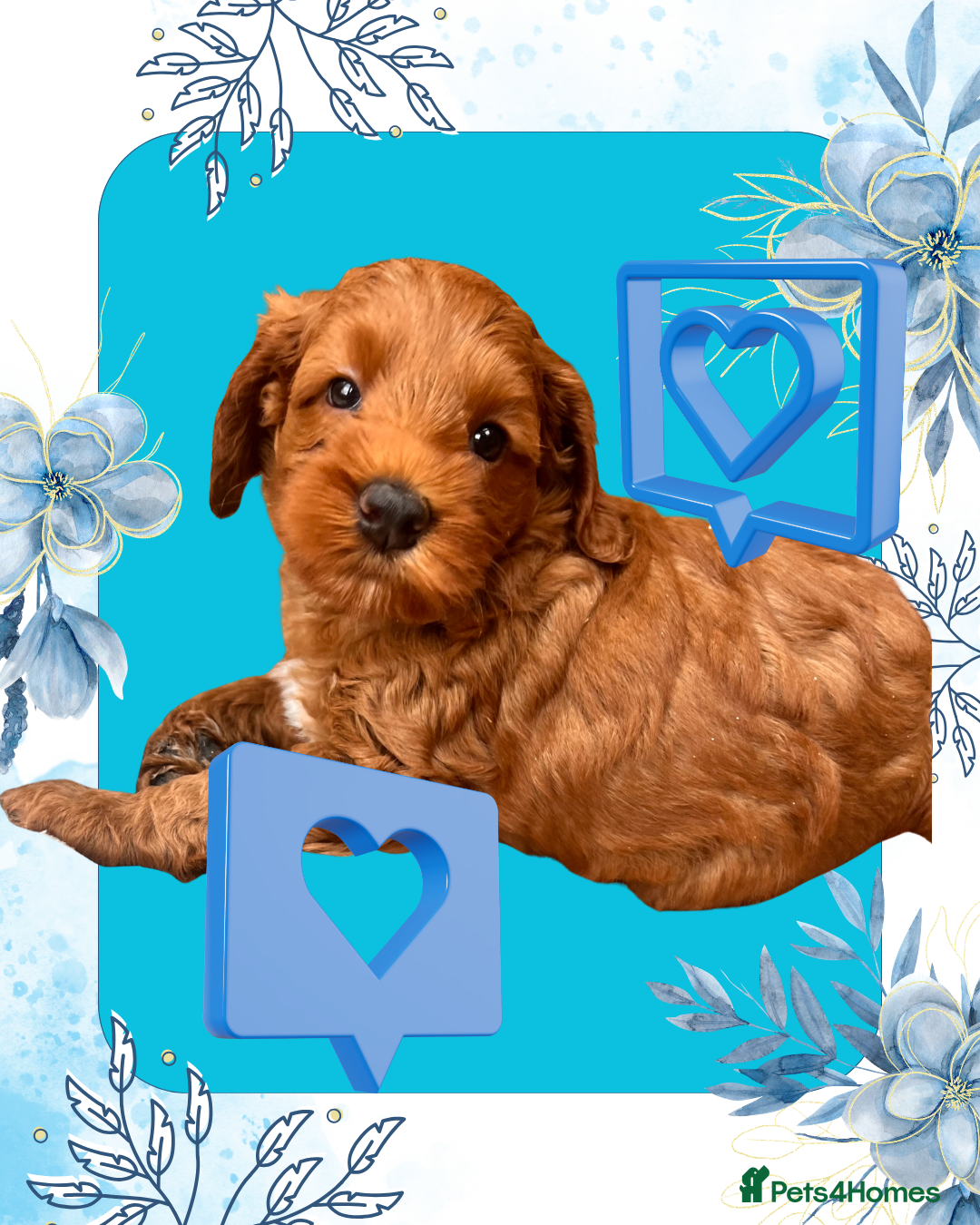 Australian Labradoodle dogs Tiny Tails,Big♥️Australian labradoodle - Advert 5