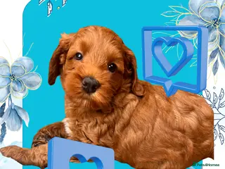 Australian Labradoodle dogs Tiny Tails,Big♥️Australian labradoodle - Advert 5