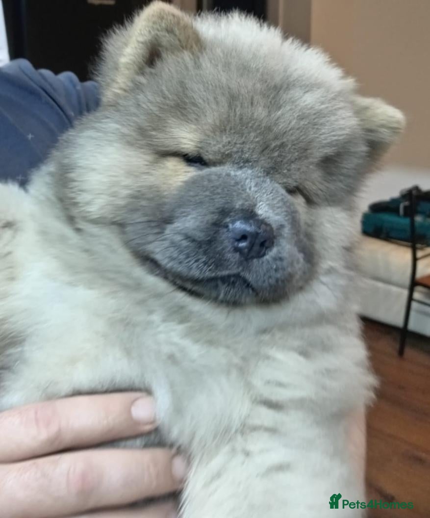 Chow Chow dogs for sale: 🐻❤️ Only one beautiful Chow Chow puppie left! 🐻 - Advert 3