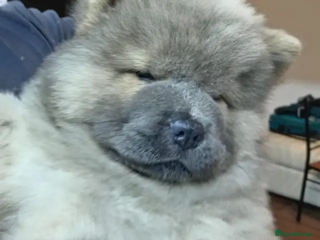 Chow Chow dogs for sale: 🐻❤️ Only one beautiful Chow Chow puppie left! 🐻 - Advert 3
