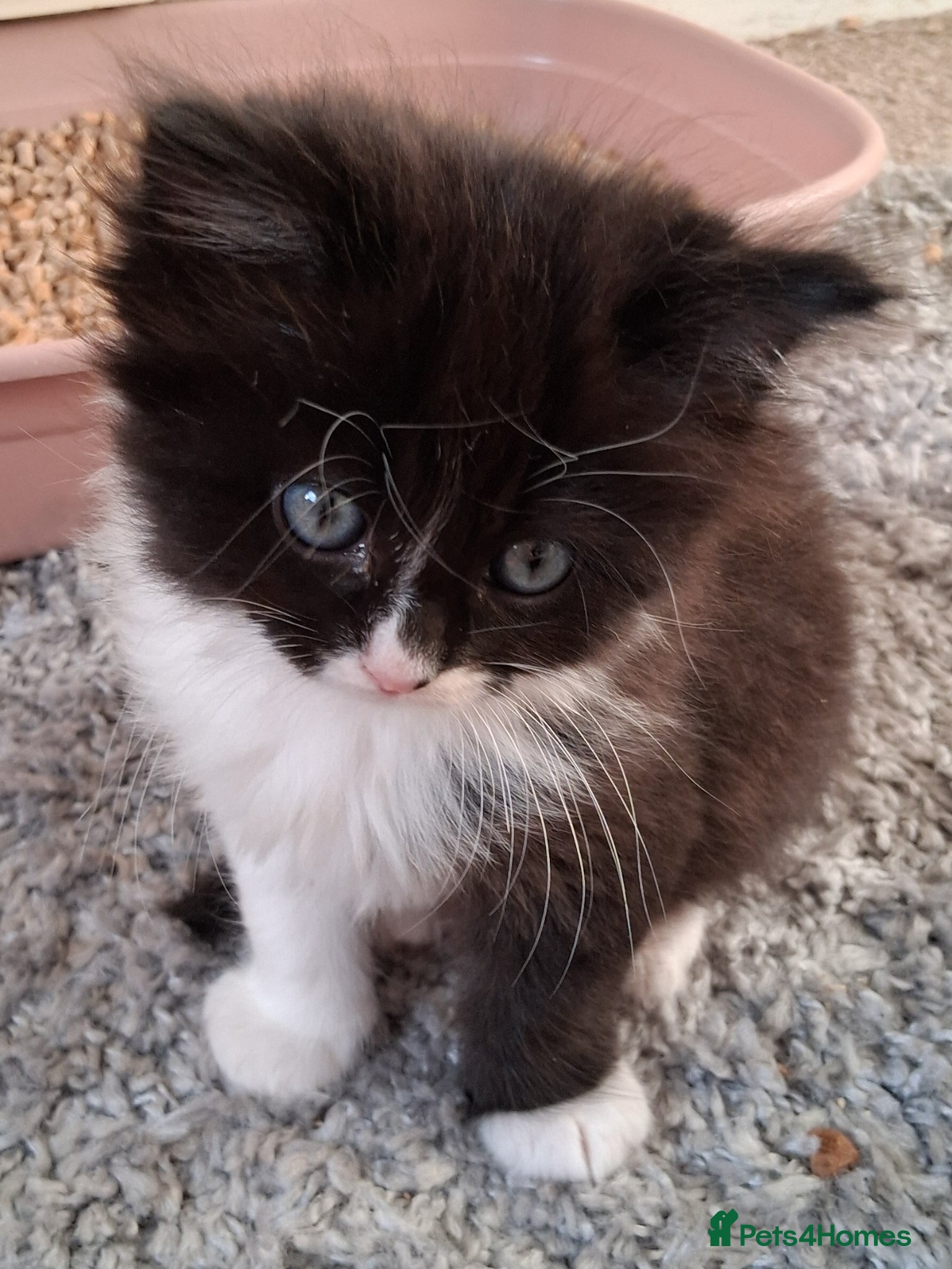 Mixed Breed cats for sale: Ragdoll X Kittens - Advert 13