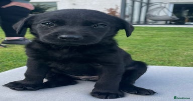 Labrador Retriever dogs - Advert 9