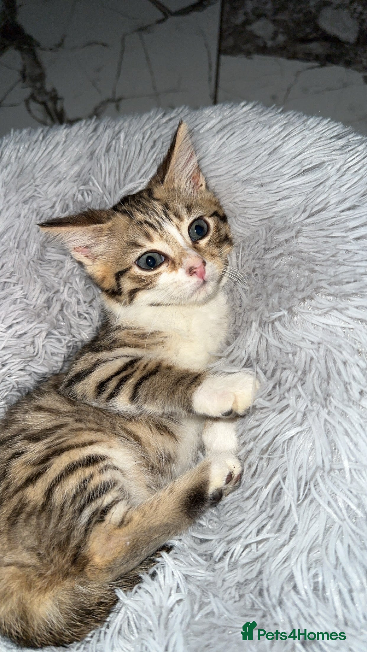 Domestic Shorthair cats Adorable tabby kitten - Advert 2