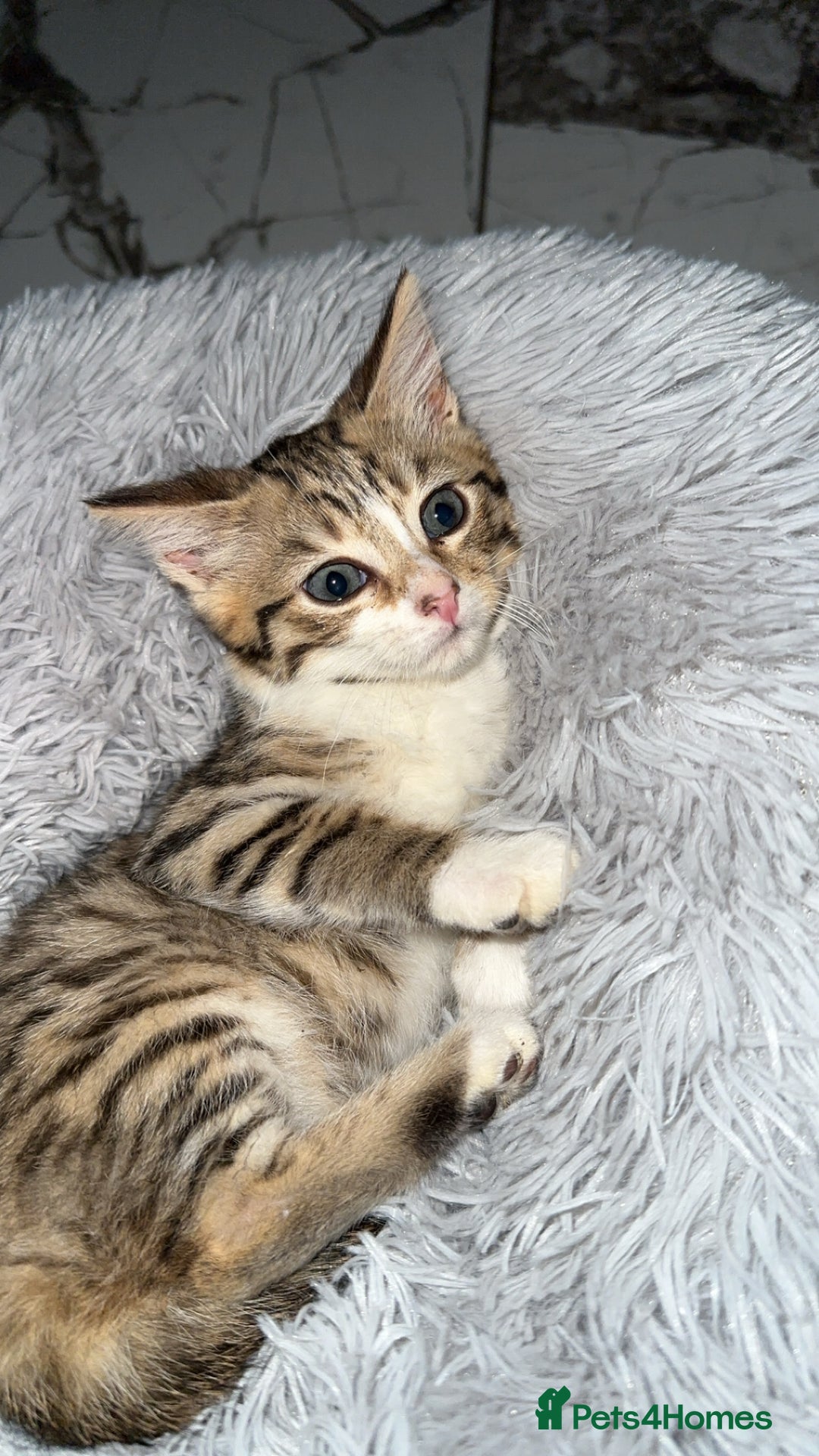 Domestic Shorthair cats for sale: Adorable tabby kitten - Advert 1