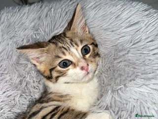 Domestic Shorthair cats Adorable tabby kitten - Advert 3