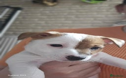 Jack Russell dogs for sale: JACK RUSSELL - Image 10