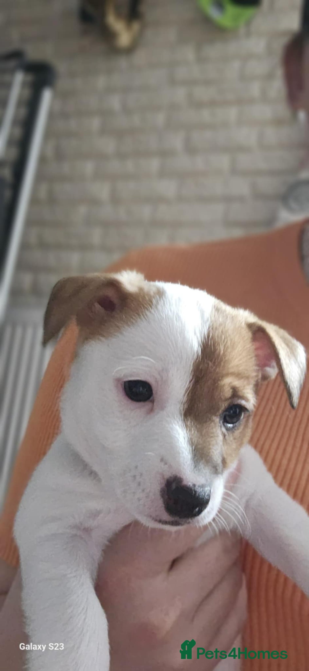 Jack Russell dogs for sale: JACK RUSSELL - Image 10