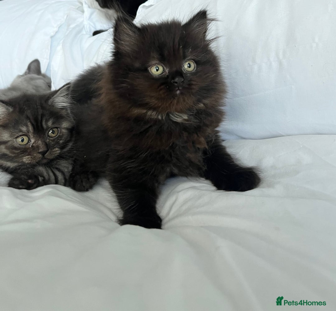 British Shorthair cats for sale: Full gccf British short hair kittens  - Image 6