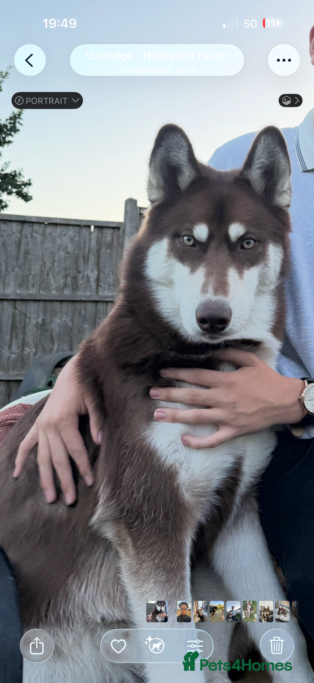 Siberian Husky dogs for sale: Brown Siberian Husky - Advert 11