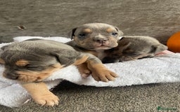 Dorset Olde Tyme Bulldogge dogs for sale: N.E.B.B.R fluffy carriers olde tyme bulldogs - Image 5