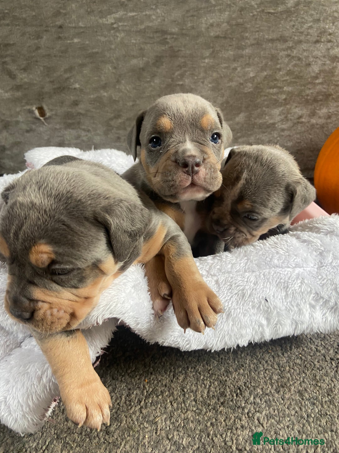 Dorset Olde Tyme Bulldogge dogs for sale: N.E.B.B.R fluffy carriers olde tyme bulldogs - Image 5