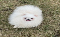 Pomeranian dogs for sale: White KENNEL CLUB Registered CHAMPION Bloodlines - Image 30