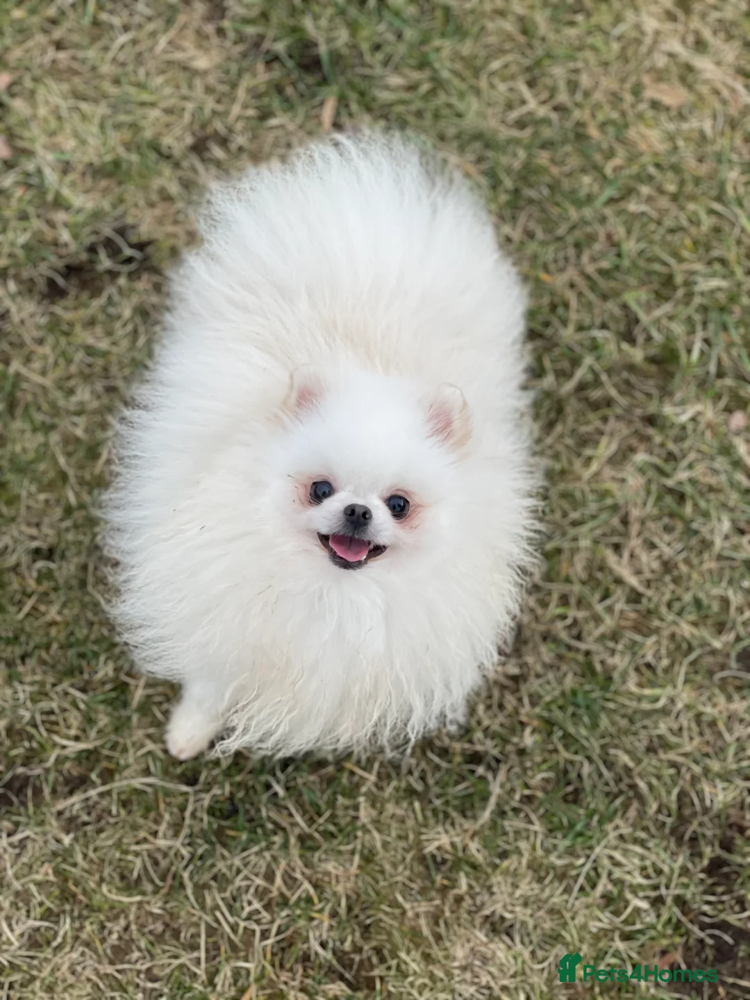 Pomeranian dogs for sale: White KENNEL CLUB Registered CHAMPION Bloodlines - Advert 25
