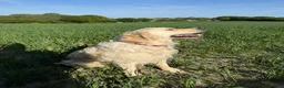 Golden Retriever dogs for sale: Golden Retriever Puppies — Ready from 3rd August - Advert 5