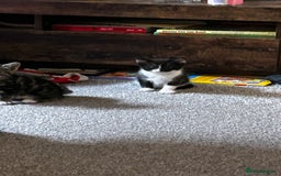 Domestic Shorthair cats for sale: 7 very adorable kittens  - Image 8
