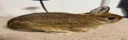 Netherland Dwarf rabbits for sale: Vaccinated Netherland Dwarf kits show - Advert 2