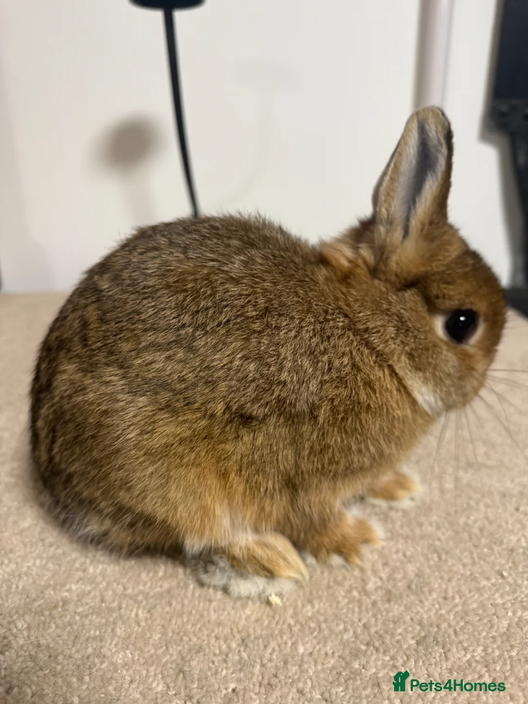 Netherland Dwarf rabbits for sale: Vaccinated Netherland Dwarf kits show - Advert 2